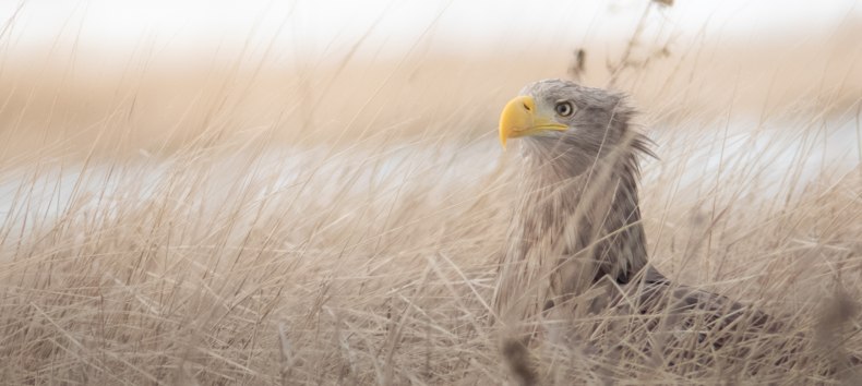 Adulter Seeadler auf R&uuml;gen, &copy; Vogeltouren MV