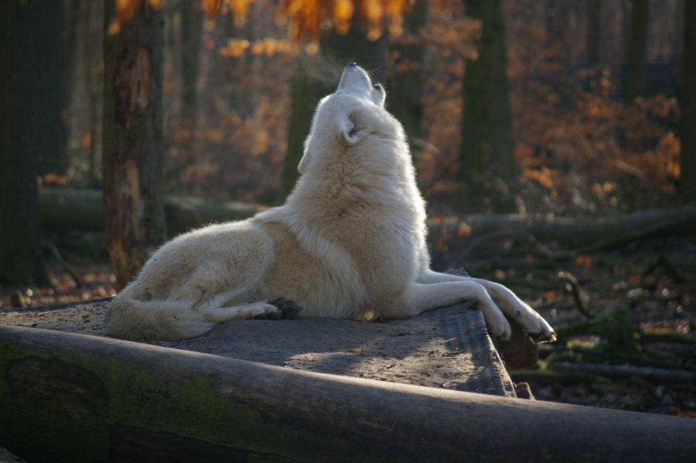 Polarwolf im Zoo Stralsund, © Hansestadt Stralsund Polarwolf im Zoo Stralsund, © Hansestadt Stralsund