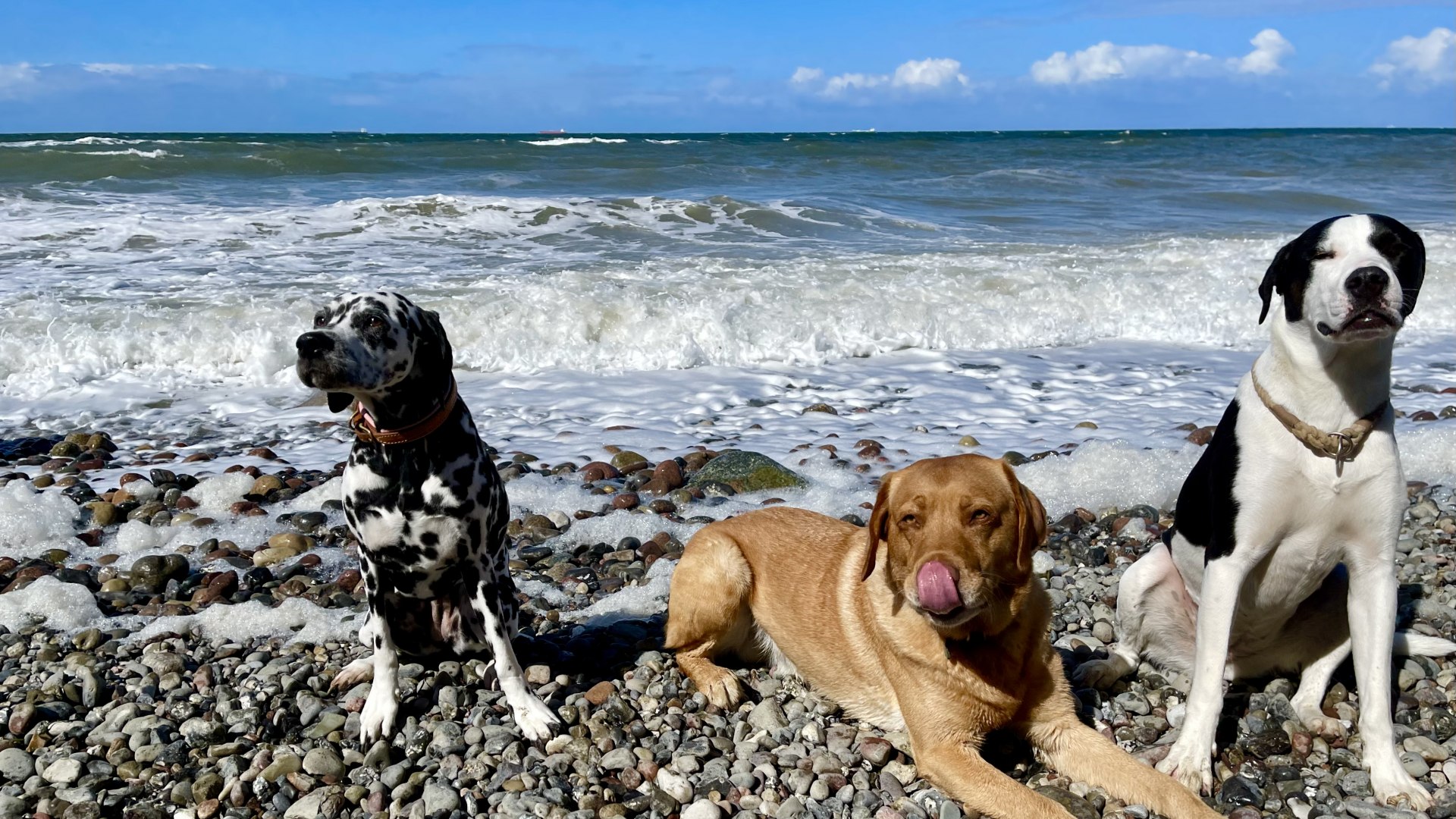 Drei Hunde sitzen und liegen auf einem steinigen Ostseestrand vor sch&auml;umenden Wellen und blauem Himmel.