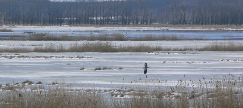 Der Große Rosin Anfang März, © Martin Hagemann Der Große Rosin Anfang März, © Martin Hagemann