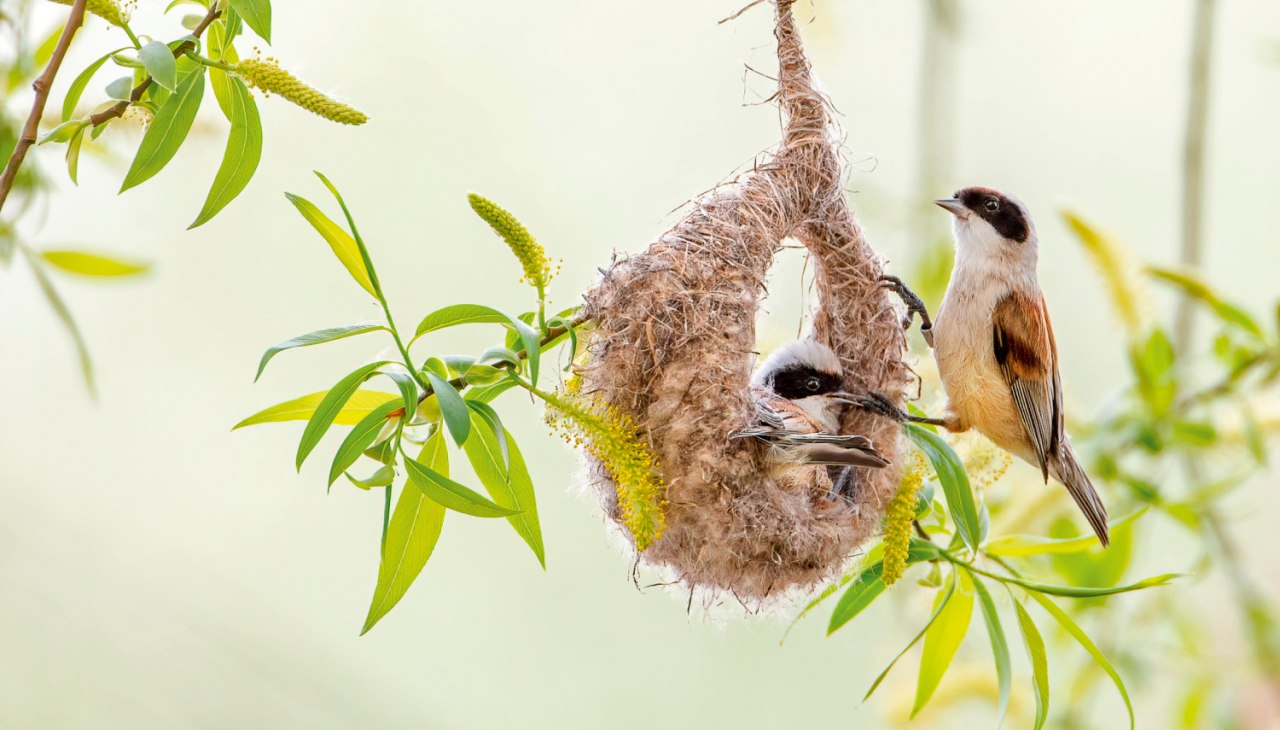 Buideltieten, © Thomas Hinsche Buideltieten, © Thomas Hinsche
