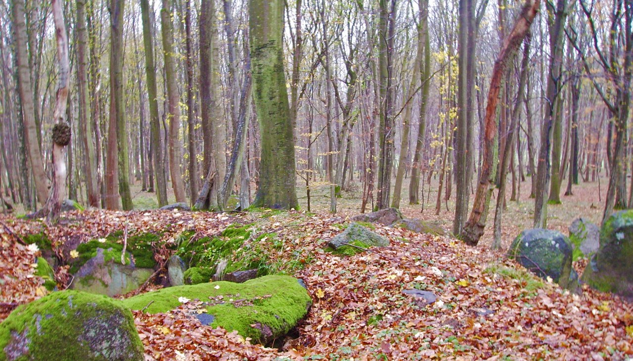 Ein Großdolmen von vor ca. 3000 v. Chr. im Klosterholz, © Archäo Tour Rügen Ein Großdolmen von vor ca. 3000 v. Chr. im Klosterholz, © Archäo Tour Rügen