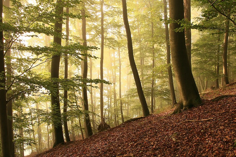 Buchenwald am Zansen, © Kurverwaltung Feldberg Buchenwald am Zansen, © Kurverwaltung Feldberg