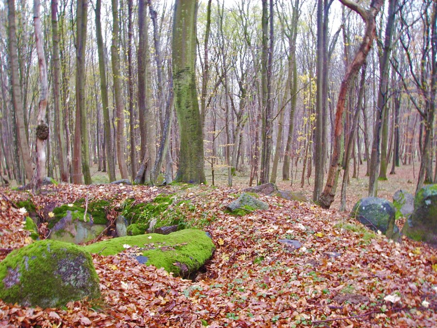 Ein Großdolmen von vor ca. 3000 v. Chr. im Klosterholz, © Archäo Tour Rügen