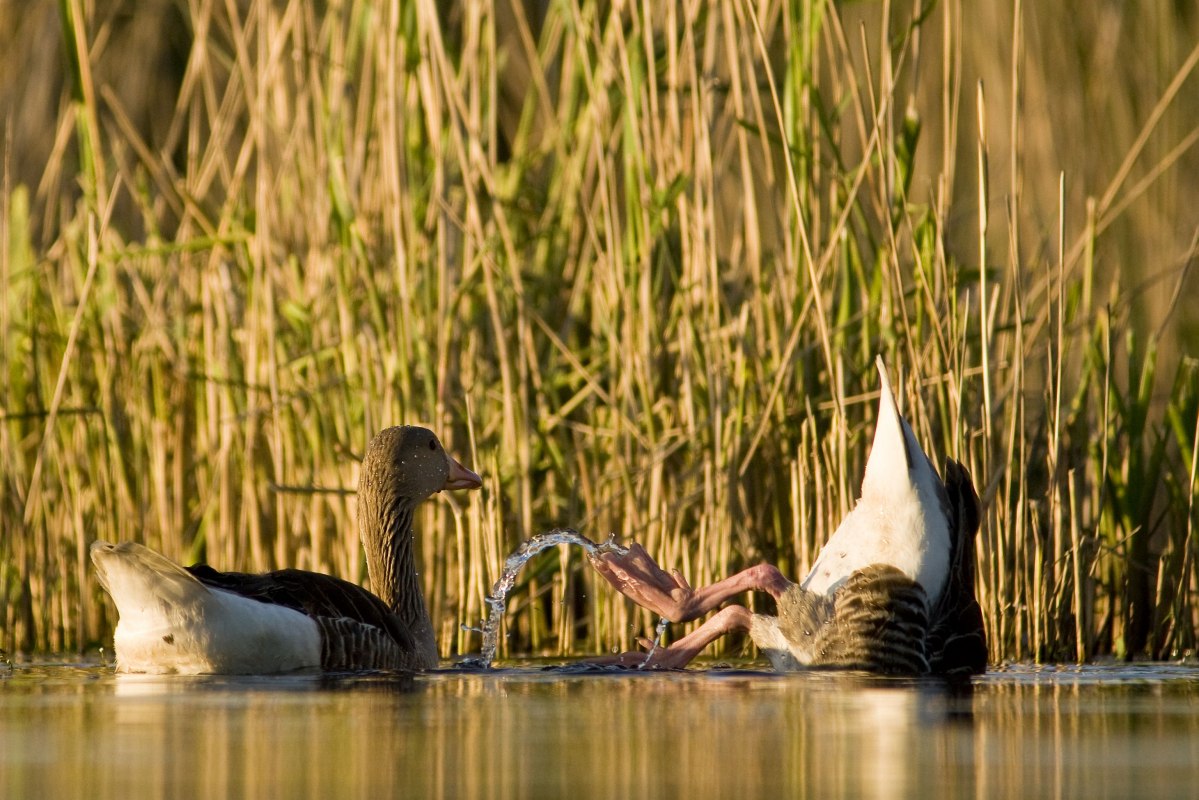 Tierbeobachtungen k&ouml;nnen Sie auf ausgew&auml;hlten Touren mit unseren spezialisierten Guides erleben. // &copy; Jan Noack