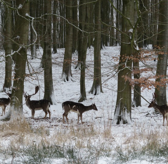 © Nationalpark-Zentrum KÖNIGSSTUHL