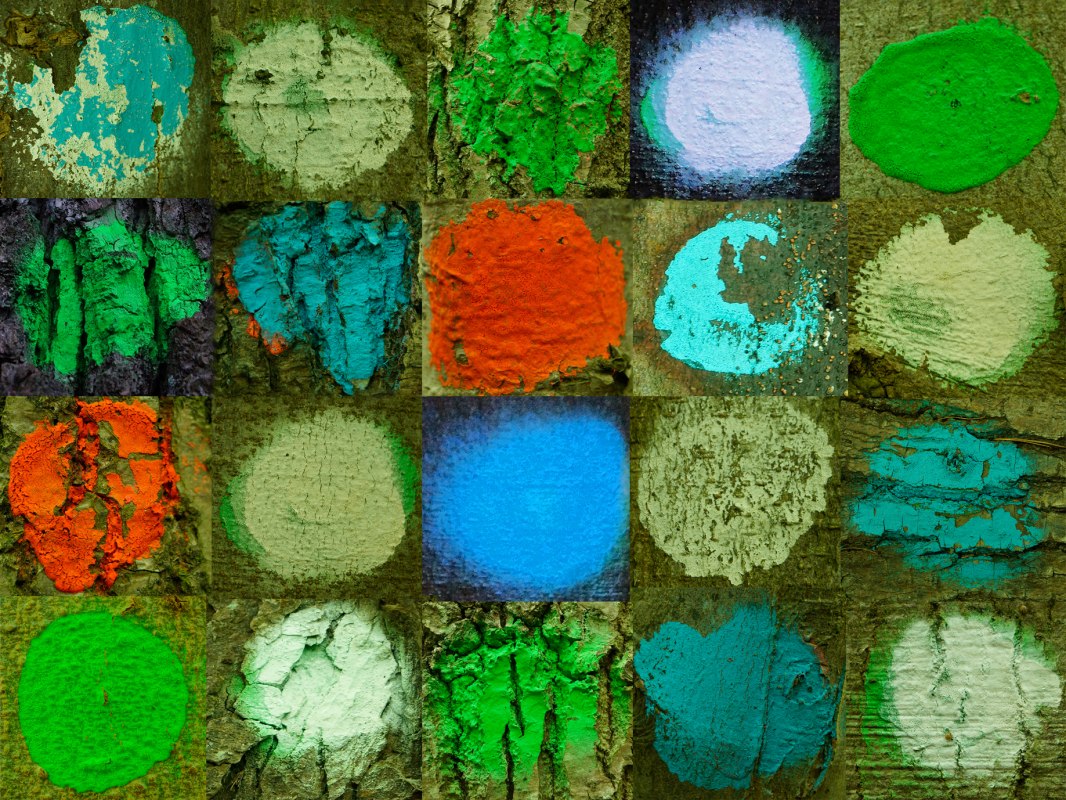 &copy; Sigrid Henschel