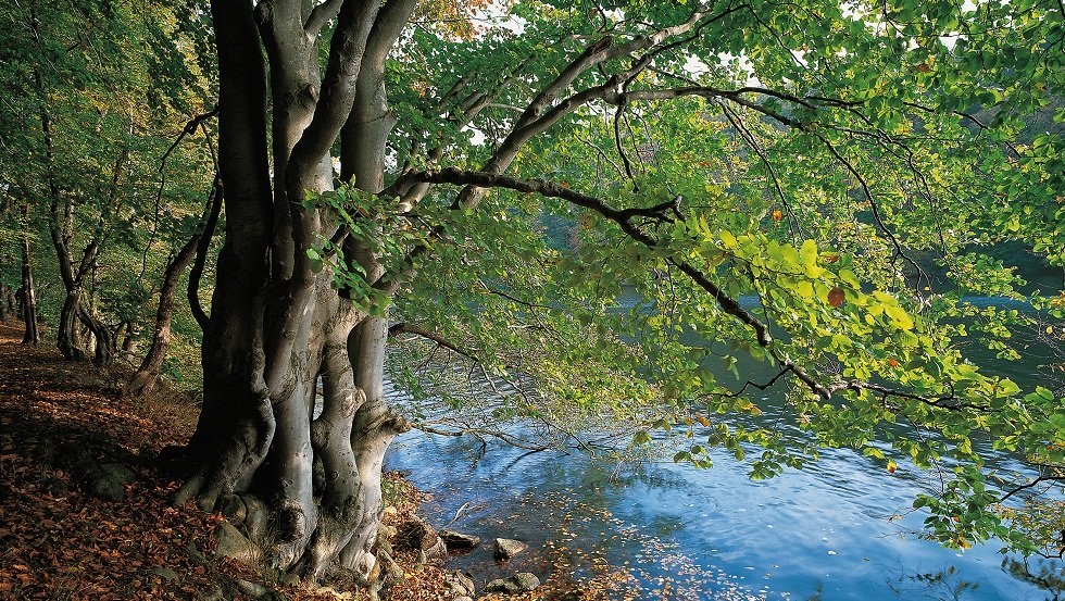 Am Ufer des Schmalen Luzins trifft Wald auf Wasser // © MV-T/Grundner Am Ufer des Schmalen Luzins trifft Wald auf Wasser // © MV-T/Grundner