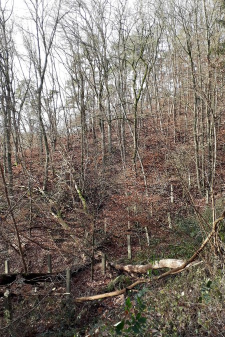 Stumme Zeugen der Vergangenheit: Reste der Betonsäulen des doppelreihigen Stacheldrahtzauns am Kerbtalweg, © Biosphärenreservatsamt Schaalsee-Elbe Stumme Zeugen der Vergangenheit: Reste der Betonsäulen des doppelreihigen Stacheldrahtzauns am Kerbtalweg, © Biosphärenreservatsamt Schaalsee-Elbe