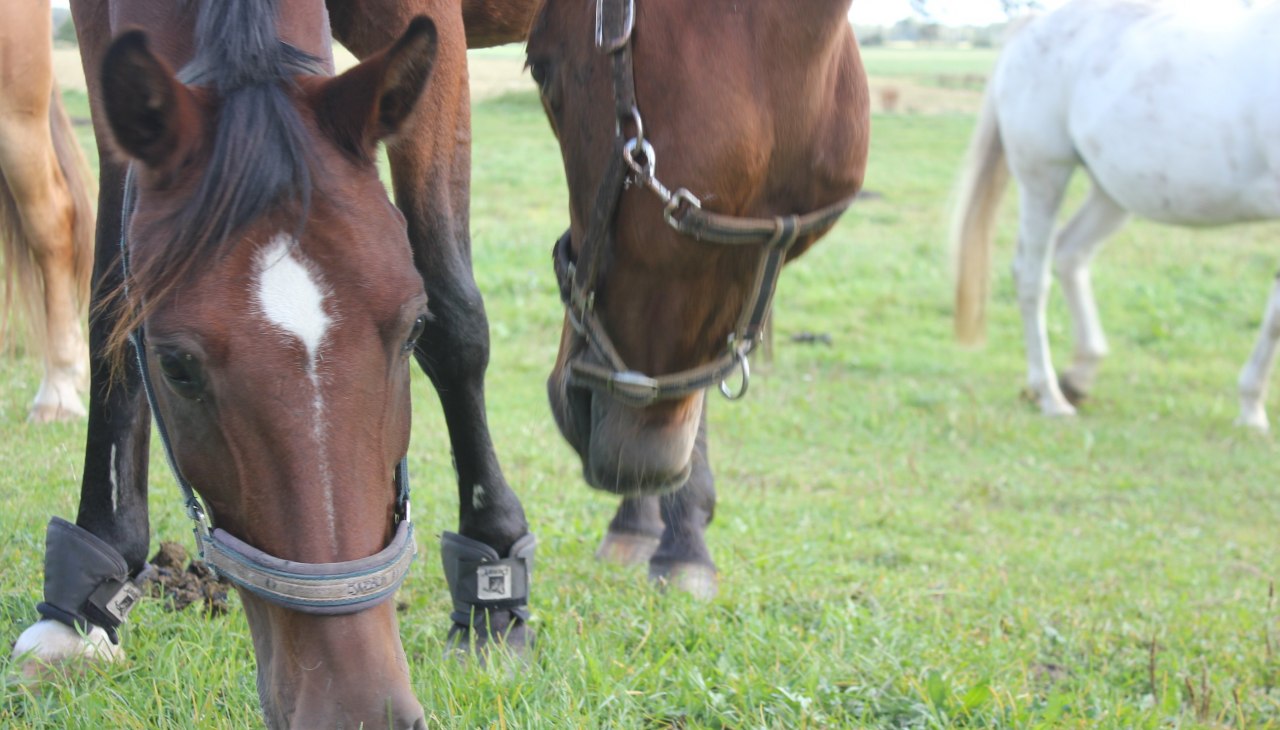Reit und Pensionsstall, © Rempliner Wiesenhof Reit und Pensionsstall, © Rempliner Wiesenhof