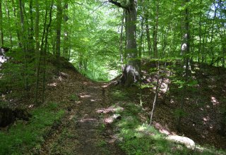 Der gut erkennbare Burgwall wurde hier von der Forstwirtschaft durchtrennt., © Lutz Werner