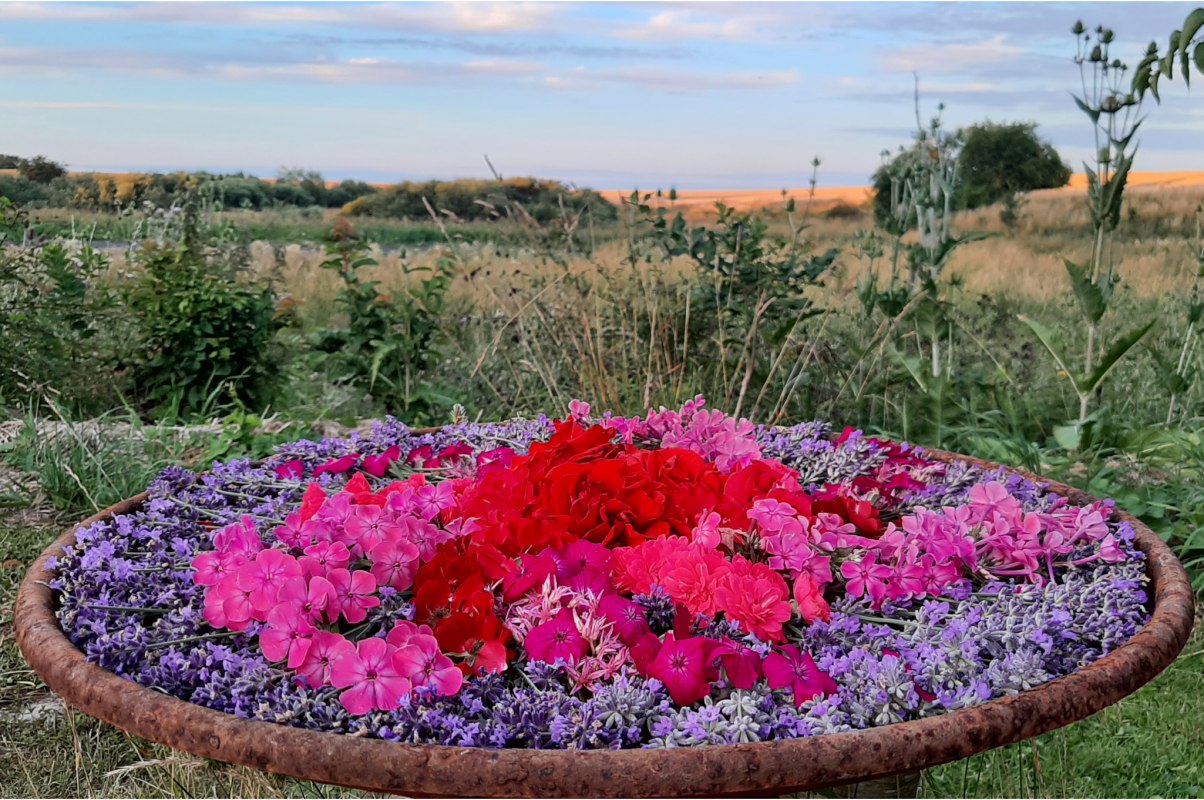 Ein hochsommerliches Blütenmandala aus Lavendel-, Phlox- und Rosenblüten. Im Hintergrund verschwommen ein Blick über den Rand des unteren Gartens in die Landschaft. // © Mirabell e.V. Ein hochsommerliches Blütenmandala aus Lavendel-, Phlox- und Rosenblüten. Im Hintergrund verschwommen ein Blick über den Rand des unteren Gartens in die Landschaft. // © Mirabell e.V.