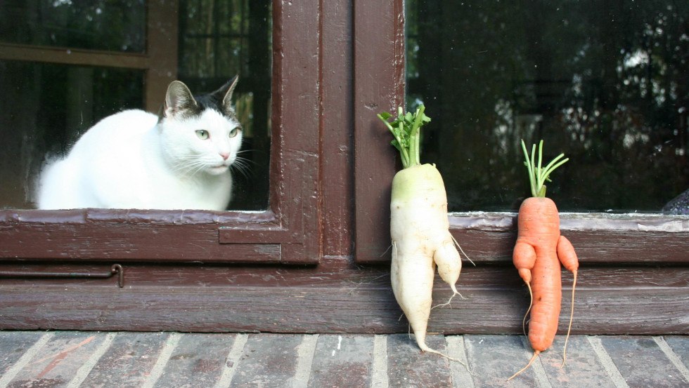 Elena Kolcova  3, &copy; Elena Kolcova