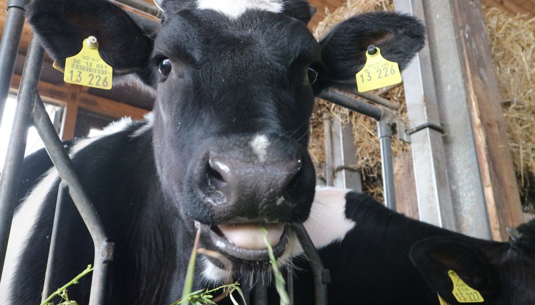 Eine glückliche Kuh für leckere Milch // © MV-T/Witzel Eine glückliche Kuh für leckere Milch // © MV-T/Witzel