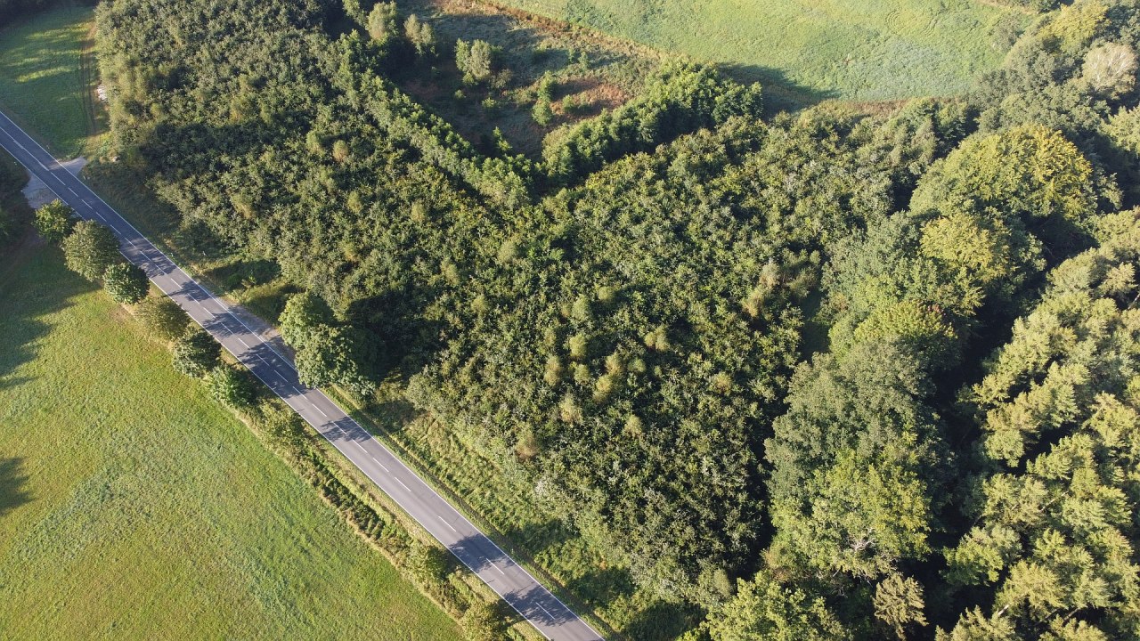 Klimaatbos B&uuml;tzow // &copy; Landesforst MV