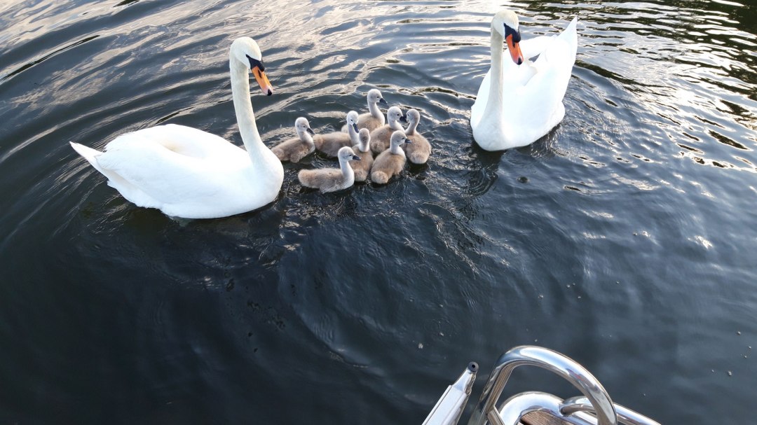 Dichtbij en persoonlijk met dieren, © Röbel-Boot Dichtbij en persoonlijk met dieren, © Röbel-Boot
