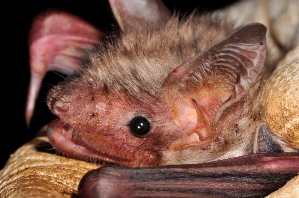 &copy; Naturpark Feldberger Seenlandschaft A. Griesau