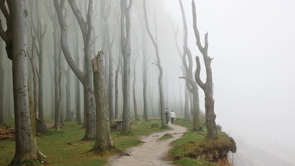 Der urw&uuml;chsige Gespensterwald mit seinen windschiefen B&auml;umen bietet ein ganz besonderes Wandervergn&uuml;gen // &copy; MV-T/Werk3