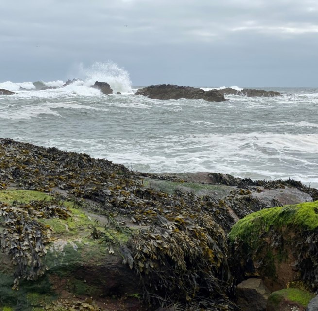 Stürmische Wellen treffen in Dunbar, Schottland auf zerklüftete Felsen, die von dichten Teppichen aus Seetang und leuchtend grünem Moos überzogen sind. Der graue Himmel und die raue Brandung verleihen der Küstenszene eine wilde, ursprüngliche Atmosphäre – typisch für die Ostküste Schottlands und eignet sich hervorragend als Cover für unser Buch., © Martin Meisel