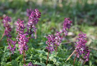 © Gudrun Marin-Ziegler © Gudrun Marin-Ziegler