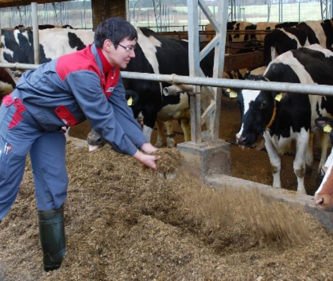Kuh-TV sendet live aus dem Stall und zeigt so den Blick hinter die Kulissen, © Peeneland Agrar GmbH Kuh-TV sendet live aus dem Stall und zeigt so den Blick hinter die Kulissen, © Peeneland Agrar GmbH
