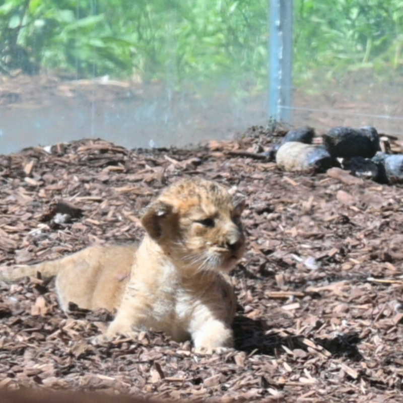 © Zoo Schwerin © Zoo Schwerin