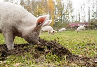 &copy; Land der Tiere