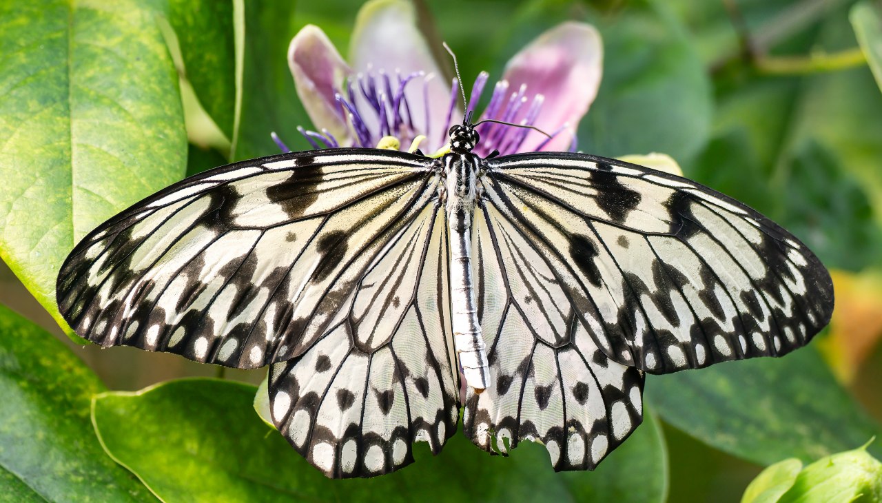 Weiße Baumnymphe, © Schmetterlingswelt Klütz Weiße Baumnymphe, © Schmetterlingswelt Klütz