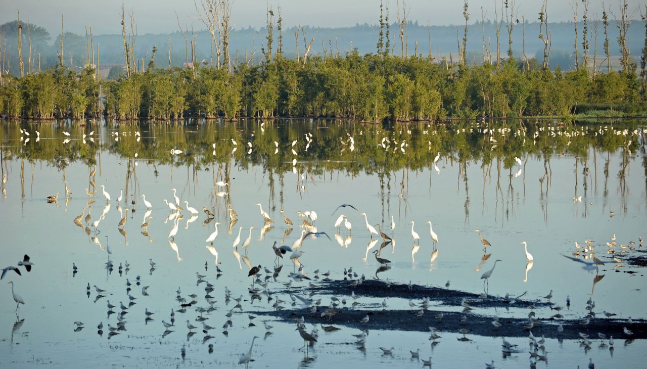 Niedermoor bei Aalbude
Norden des Kummerower Sees, © Inka Oehmcke Niedermoor bei Aalbude
Norden des Kummerower Sees, © Inka Oehmcke