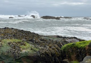 Stürmische Wellen treffen in Dunbar, Schottland auf zerklüftete Felsen, die von dichten Teppichen aus Seetang und leuchtend grünem Moos überzogen sind. Der graue Himmel und die raue Brandung verleihen der Küstenszene eine wilde, ursprüngliche Atmosphäre – typisch für die Ostküste Schottlands und eignet sich hervorragend als Cover für unser Buch., © Martin Meisel