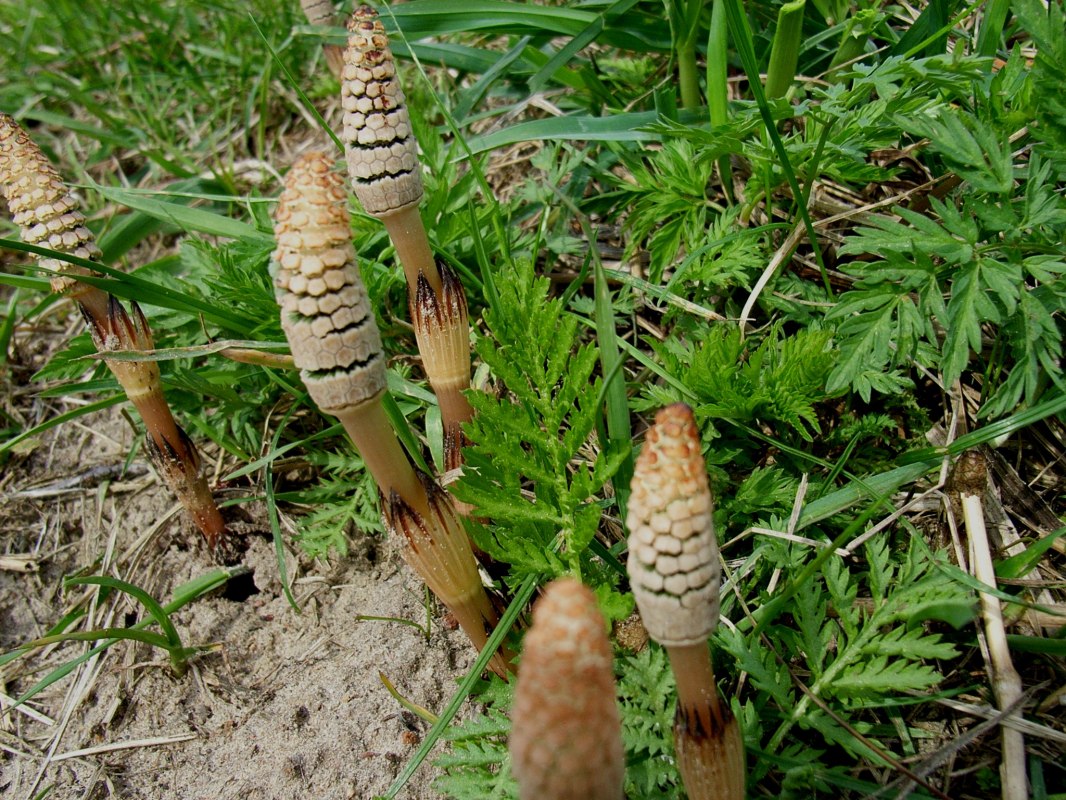 &copy; Ackerschachtelhalm.jpg