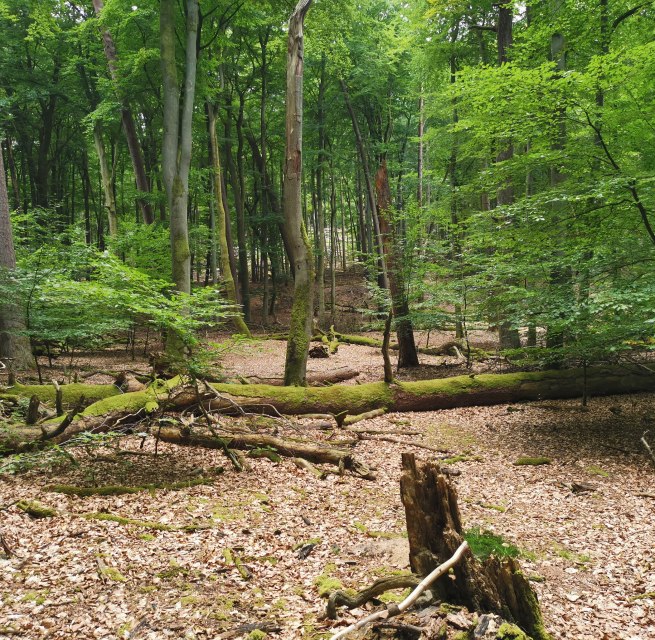 &copy; Wiebke D&ouml;bbert