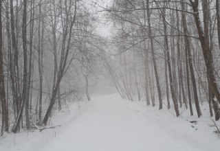 Stadtwald Stralsund, &copy; Angela Pfennig