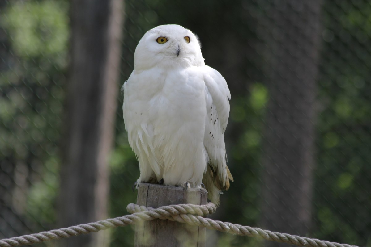 Schnee-Eule auf dem Eulenberg im Wildpark-MV // &copy; Wildpark-MV