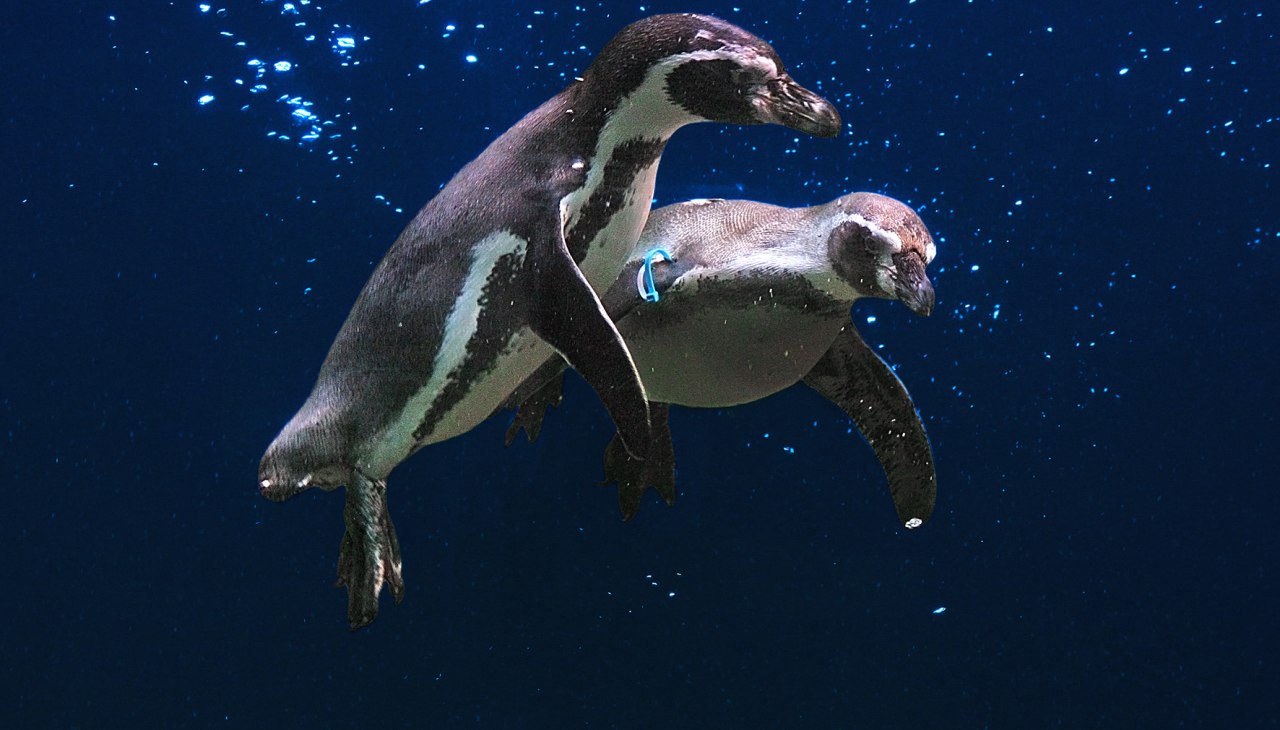 Vliegende pinguïns, © Vogelpark Marlow Vliegende pinguïns, © Vogelpark Marlow