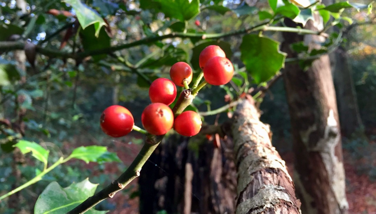 Ilex (Stechplame) im Ahrenshooper Holz, &copy; Kurverwaltung Ahrenshoop