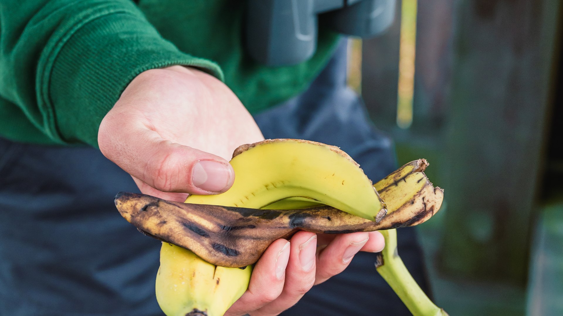 Besucher sollten ihre Abfälle wieder mitnehmen und richtig entsorgen. Eine Bananenschale in der Hand, die aufgehoben wurde.