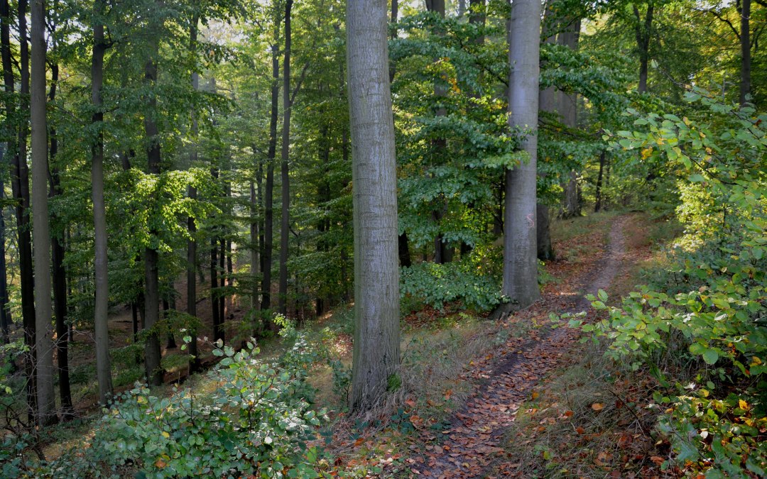 © Kurverwaltung Feldberg © Kurverwaltung Feldberg