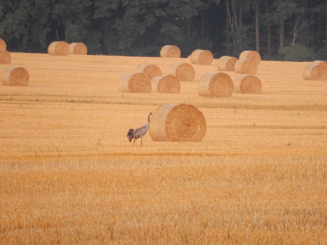 &copy; Rundbus Plauer See