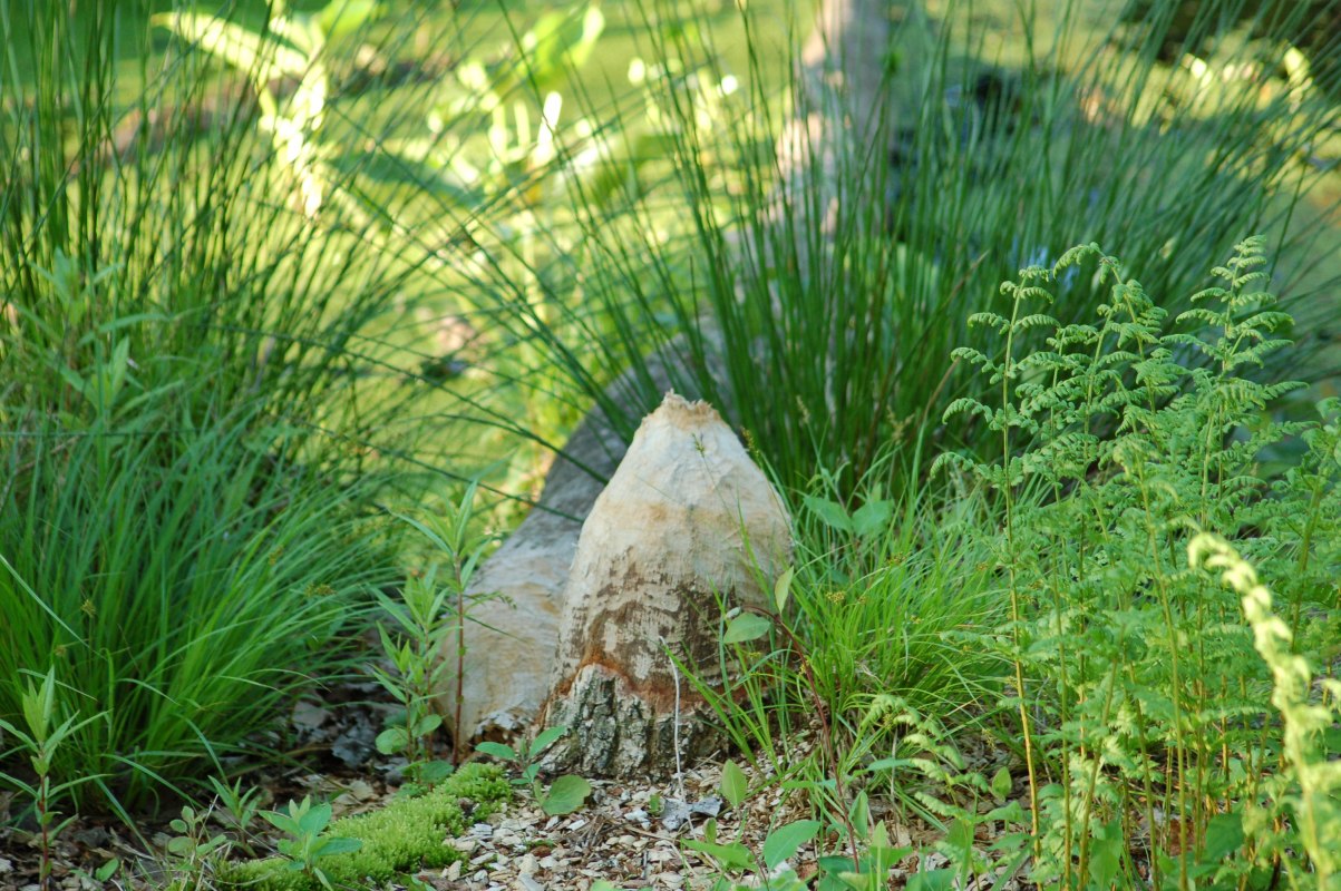 Biberfra&szlig; am Glasermoor // &copy; Naturpark Sternberger Seenland