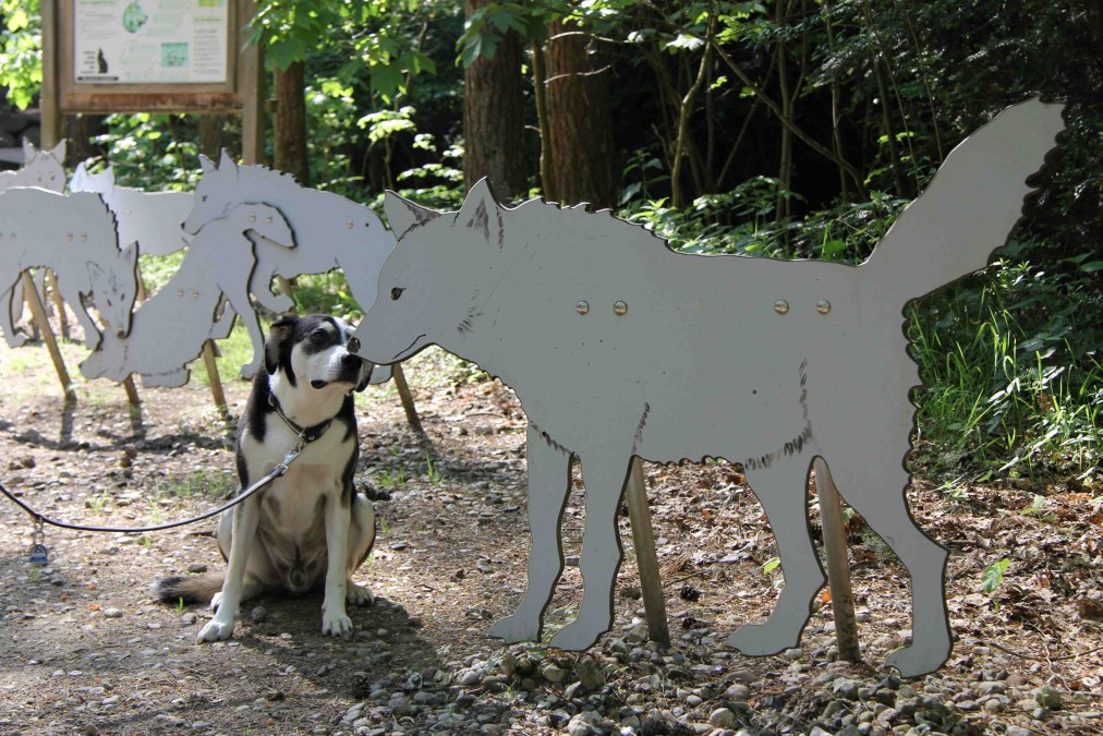 Wildpark-MV mit Hund, © Wildpark-MV Wildpark-MV mit Hund, © Wildpark-MV