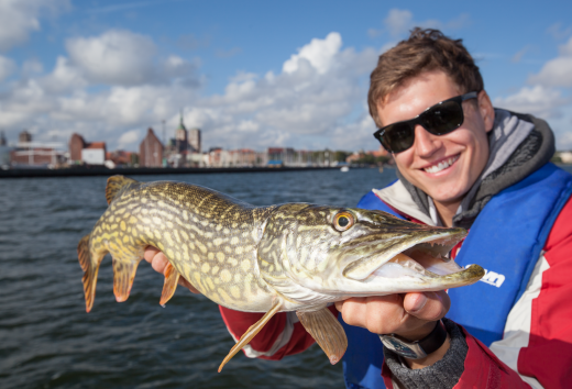 Et flot udbytte: En lystfisker har fanget en stor gedde i Strelasund. En vellykket afslutning på fisketuren. // © Florian Läufer (www.angelfoto-archiv.de) Et flot udbytte: En lystfisker har fanget en stor gedde i Strelasund. En vellykket afslutning på fisketuren.