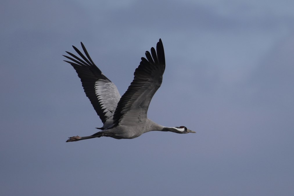 Einzelkranich_fliegend_Lutz_Storm_1800, &copy; Nationalparkamt Vorpommern