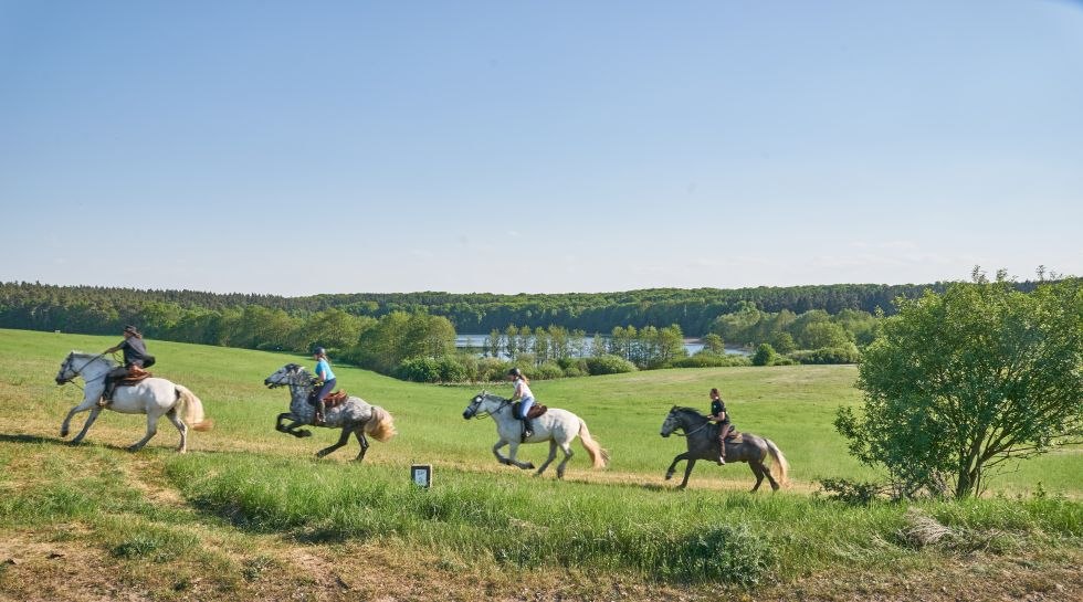 Impressionen des Ausreitens mit dem Gestüt Herian // © Michael Schauenberg Impressionen des Ausreitens mit dem Gestüt Herian // © Michael Schauenberg