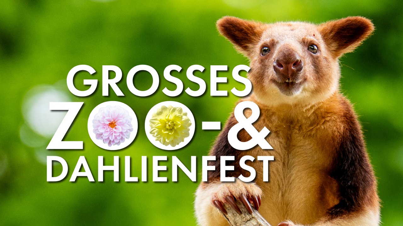 Das große Zoo- und Dahlienfest im Zoo Rostock. // © Zoo Rostock/ Drübbisch Das große Zoo- und Dahlienfest im Zoo Rostock. // © Zoo Rostock/ Drübbisch