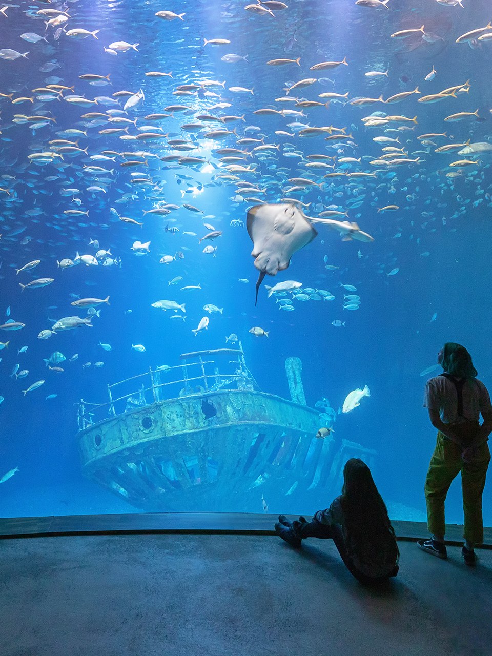 Im gr&ouml;&szlig;ten Aquarium &bdquo;Offener Atlantik&ldquo; schwimmen Makrelenschw&auml;rme, Ammen- und Glatthaie sowie verschiedene Rochenarten &uuml;ber dem Nachbau eines elf Meter langen Schiffswracks.