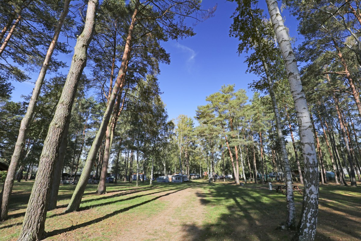 Bos // &copy; TMV/Gohlke