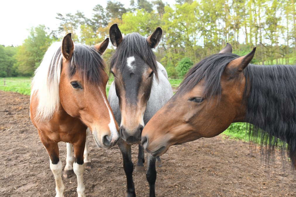 Auf dem Pferdehof Zislow gibt es verschiedene Ponys für den Reitunterricht., © Pferdehof Zislow