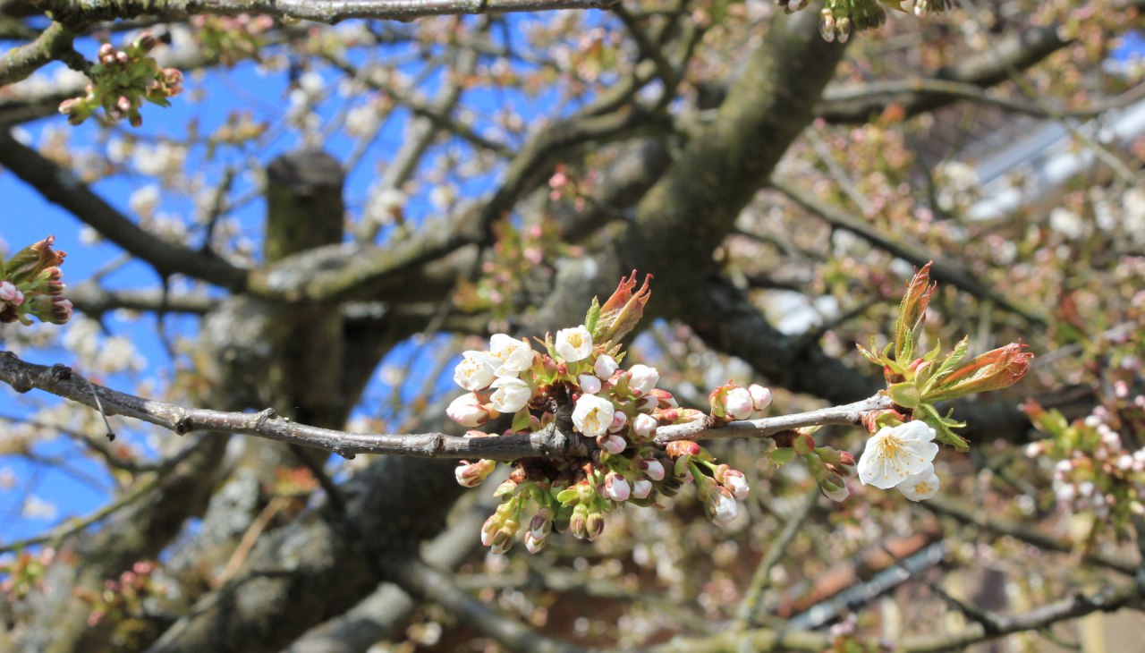 Obstbl&uuml;te im Wildkr&auml;uterhof Winkelkraut, &copy; Wildkr&auml;uterhof Winkelkraut / Antje Conrad