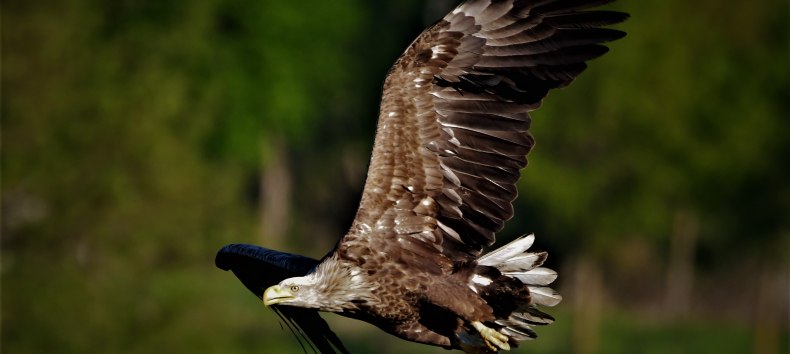 Seeadler im Flug // &copy; J&ouml;rg Dollmanski